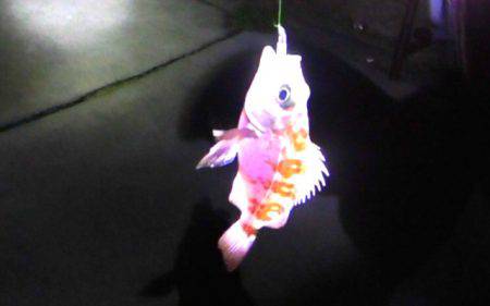 焼津港メバル釣り　おまけでタコも